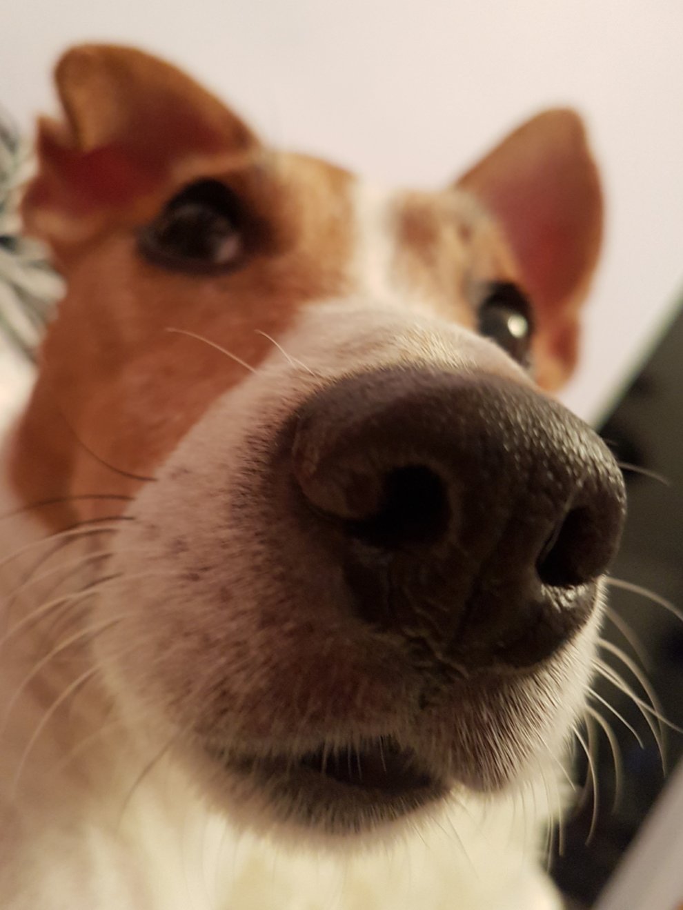 Richard, Jack Russell Terrier