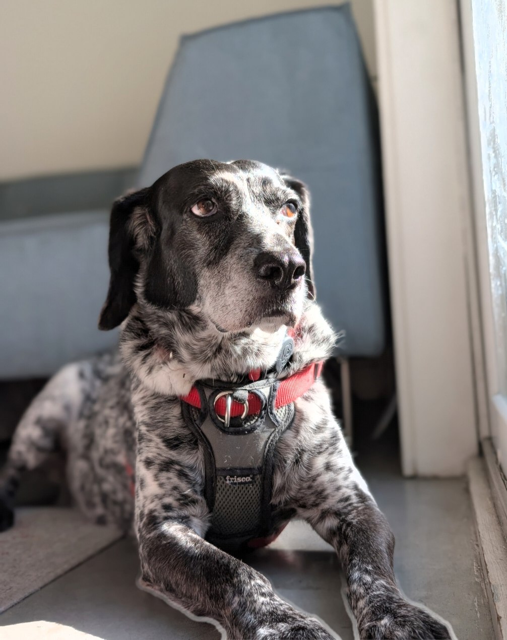 Doug, English Pointer mix