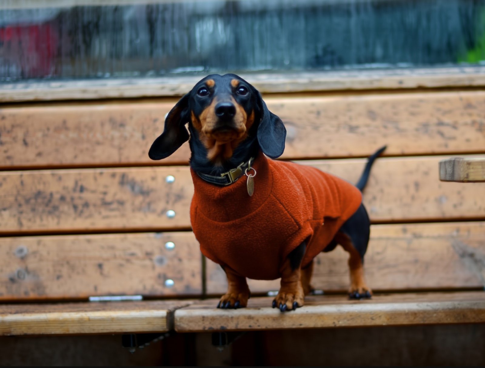 Toy, Mixed breed (small)