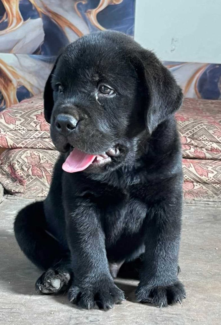 Qiwi, Labrador Retriever