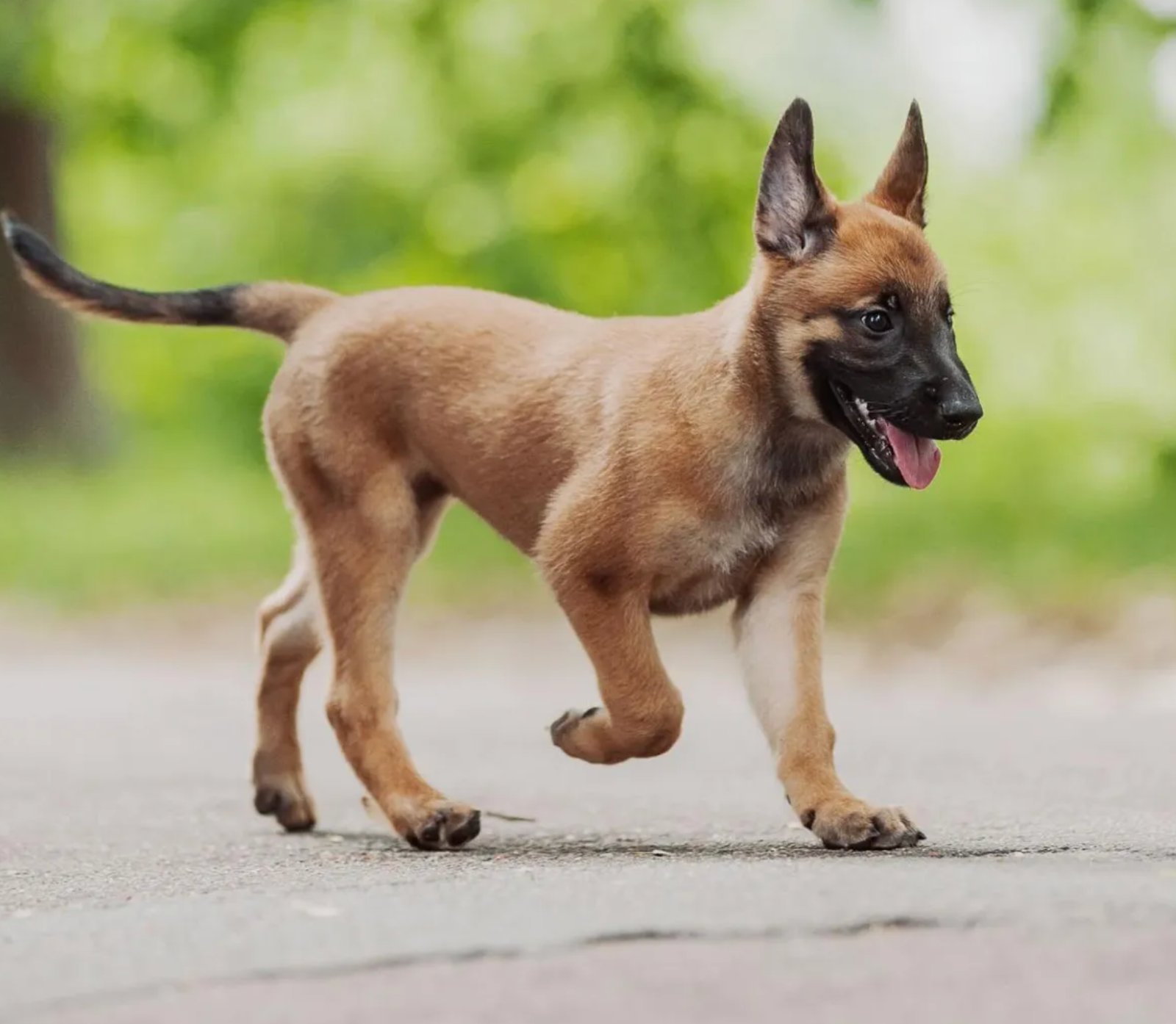 Viena, Belgian Malinois