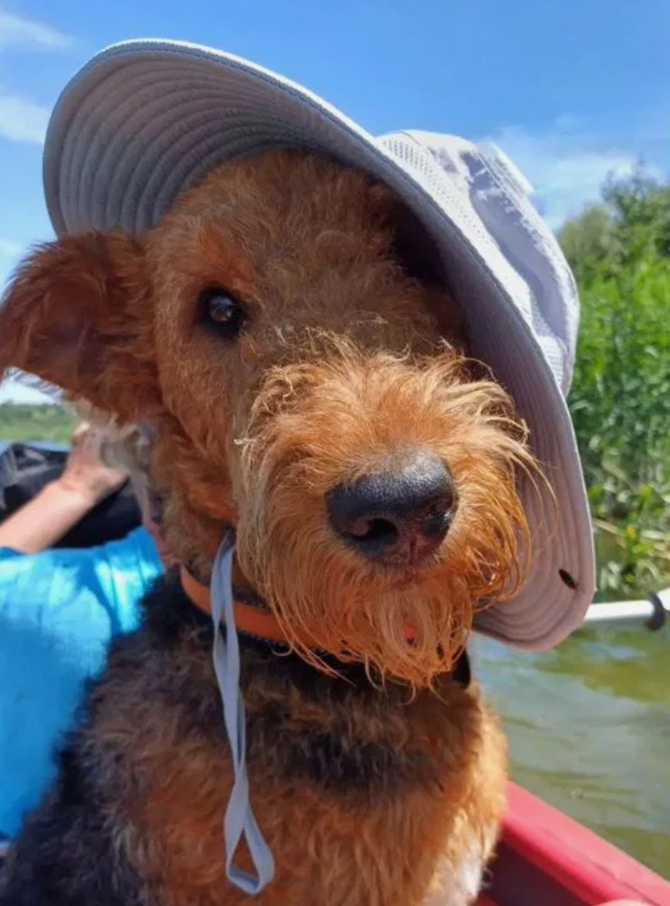 Era, Airedale Terrier