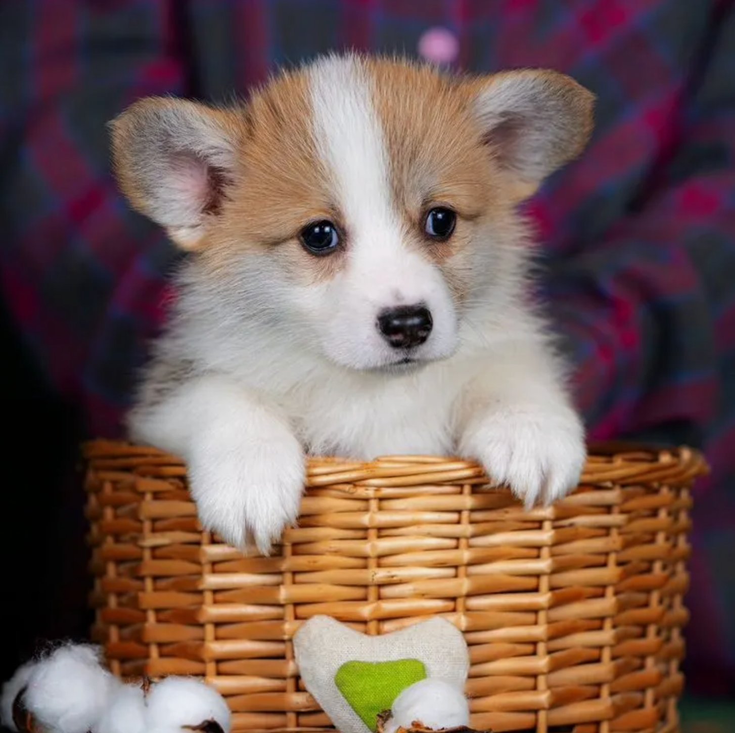 Brook, Pembroke Welsh Corgi