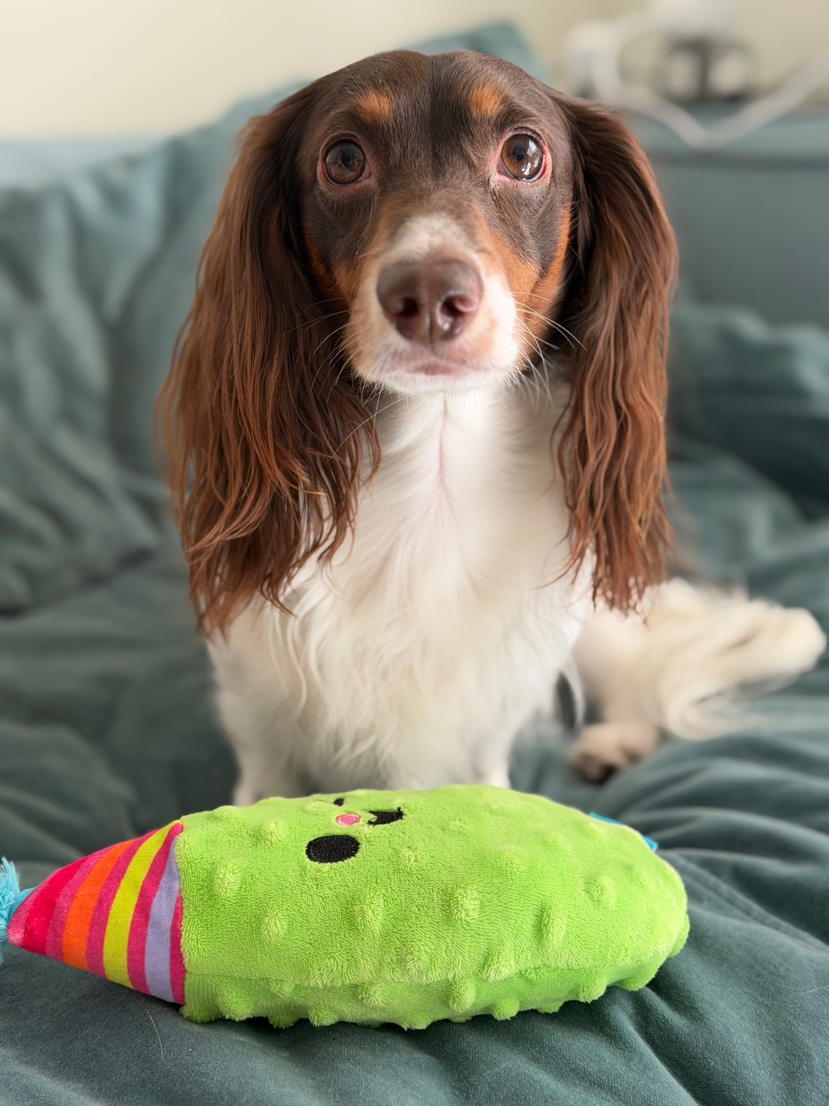 Pip, looked after by Elena Kravtsova